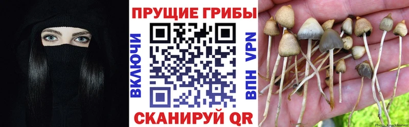 Галлюциногенные грибы Magic Shrooms  Тюмень 